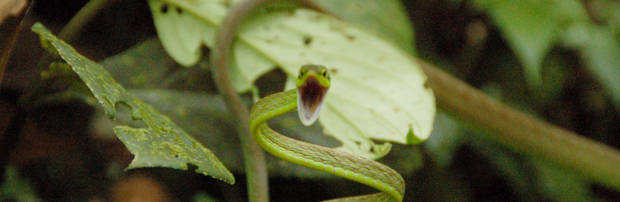 eyelash viper