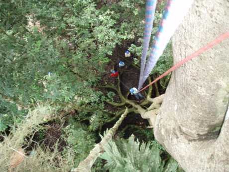 Two ropes connect the climber ascending inside Serendipity's 400 year old tree. Two separate guides control the ropes to prevent a fall or help climber down.