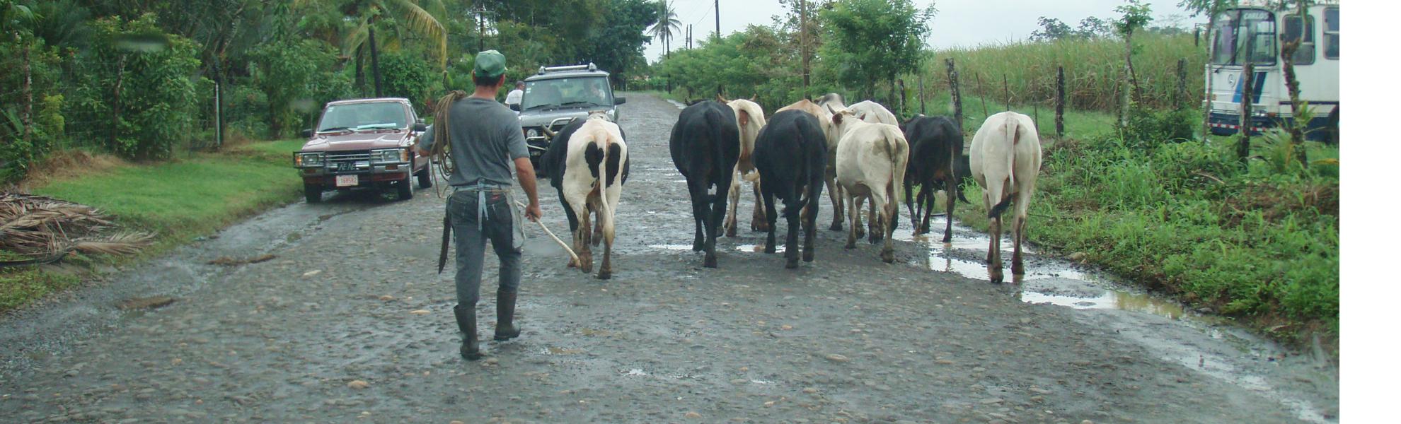 Cows Have Priority on Roads