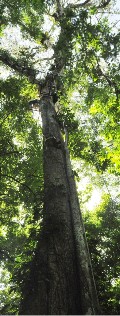 Abraham, Serendipity's rainforest giant, full height about 220 feet.