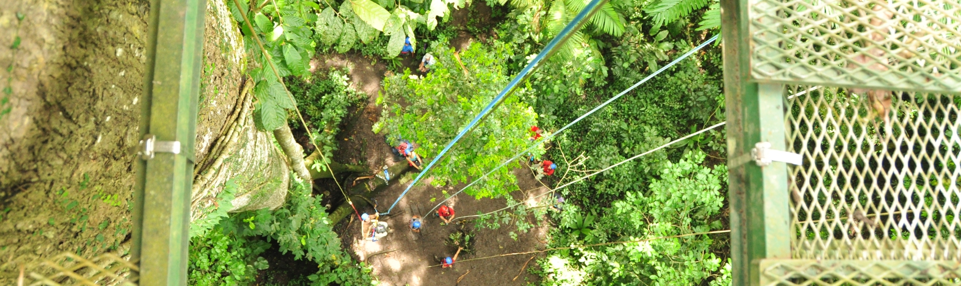 Serendipity Costa Rica Platform in Rain Forest ascending to platform
       