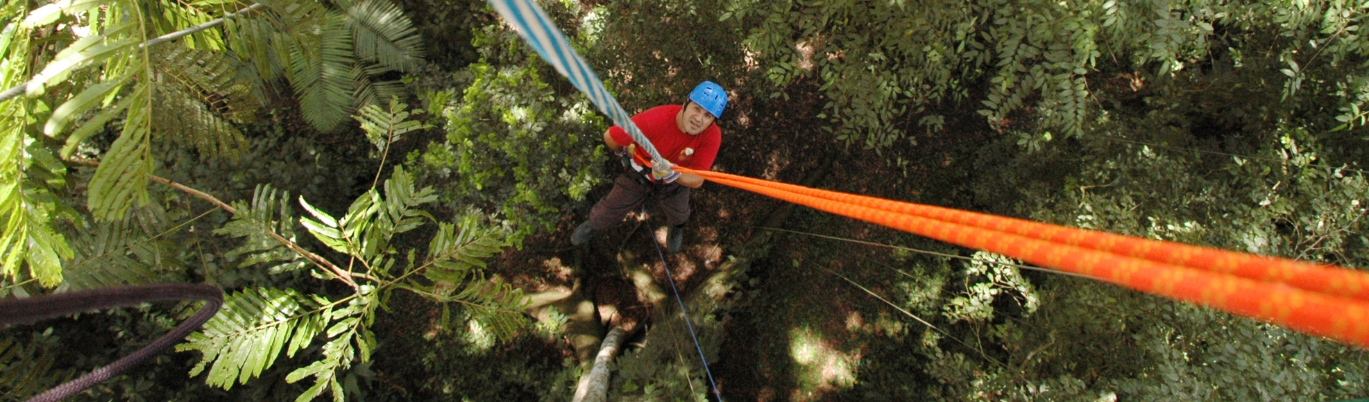 Rappel from Abraham, Serendipity's rain forest giant tree  