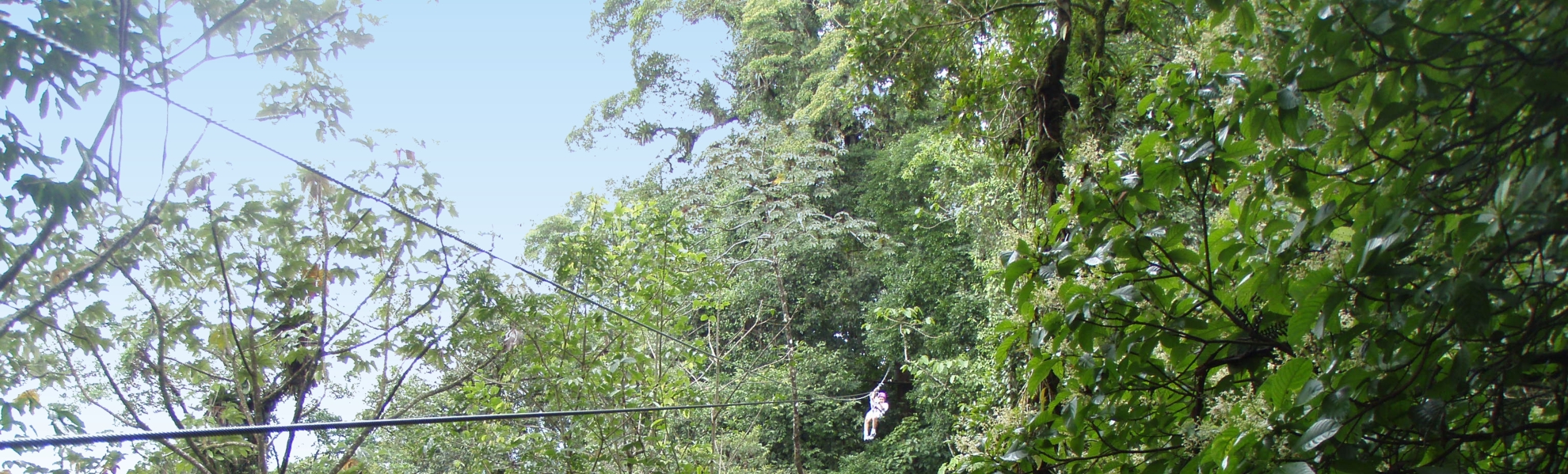 Serendipity preferred canopy tour - note double cables 