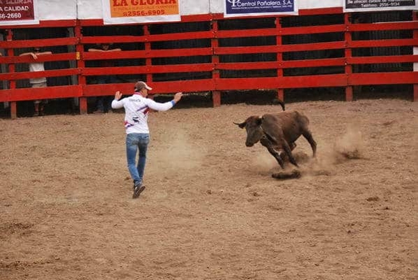 Costa Rica bullfight with Serendipity guidein the ring, enlarged