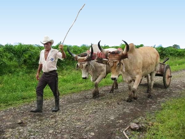 Olvideo hauls sugar cane with his oxcart, still used in small farms in Costa Rica, enlarged