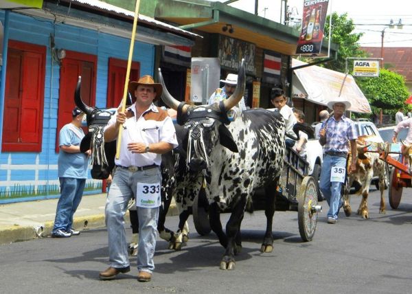 Costa Rica oxcart parade. Many coffee towns have oxcart celebrations, enlarged