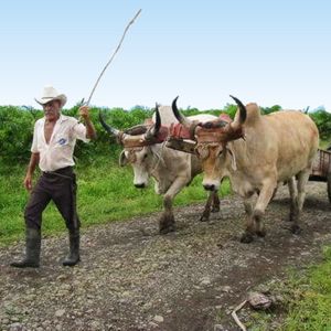 Olvideo hauls sugar cane with his oxcart, still used in small farms in Costa Rica