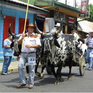 Costa Rica oxcart parade. Many coffee towns have oxcart celebrations