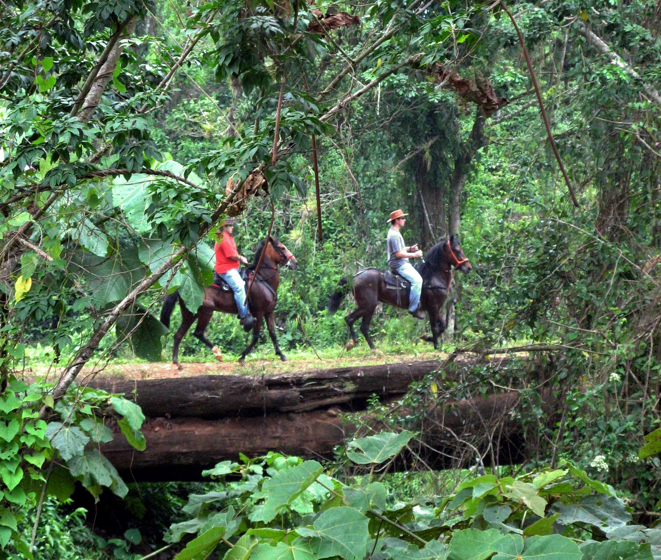 Horseback through jungle and onto log bridge