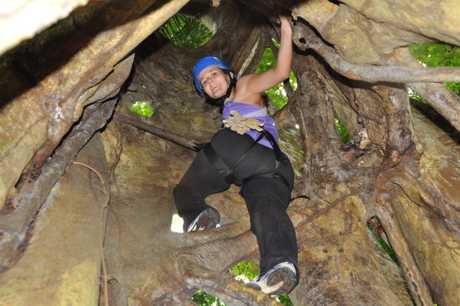 ascending Serendipity's ancient hollow fig tree