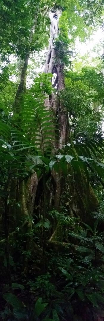 Joseph, Serendipity's rainforest giant, full height about 190 feet.