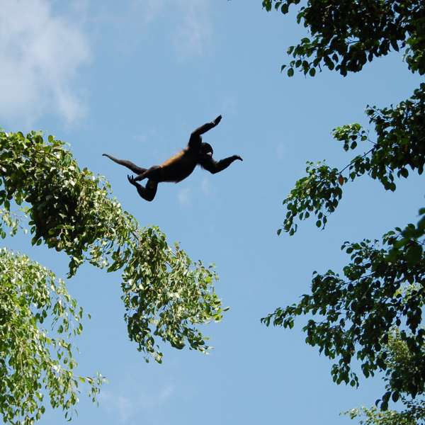 Costa Rica howler monkey jumping across trees, enlarged