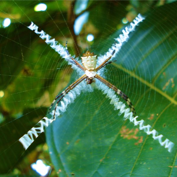 Costa Rica spider with orb web, enlarged