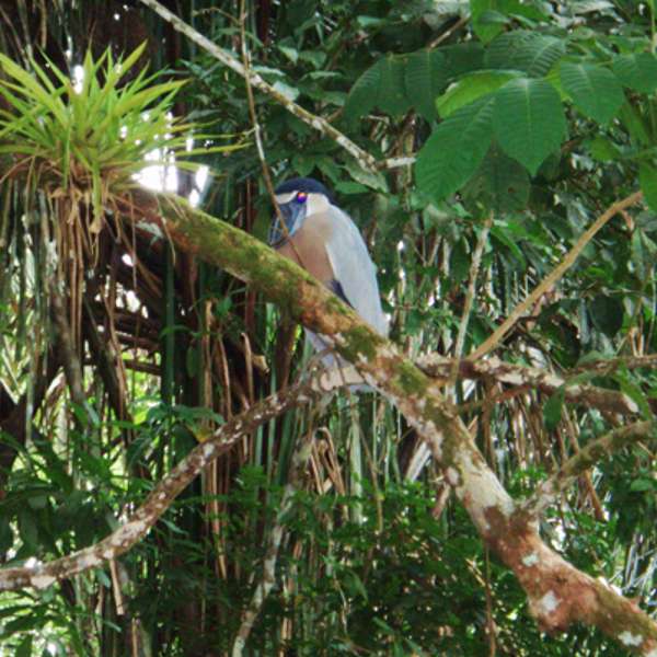 Costa Rica boat-billed heron, enlarged