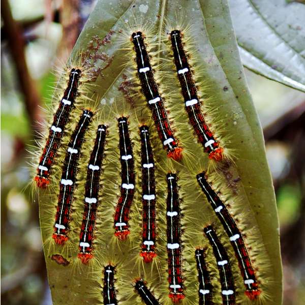 Butterfly larvae in Costa Rica cloud forest