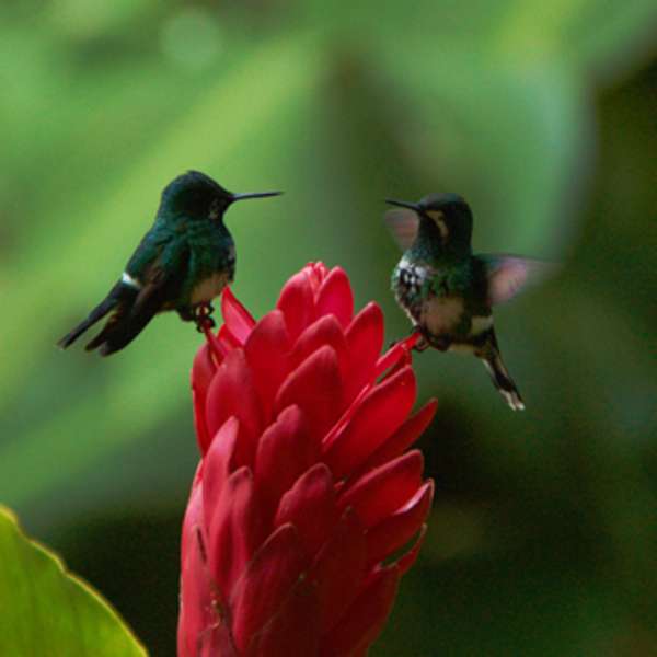 Green tailed hummingbird in Costa Rica