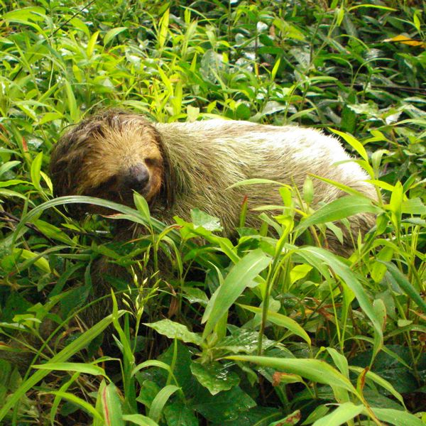 Costa Rica 3-toed sloth in grass, enlarged