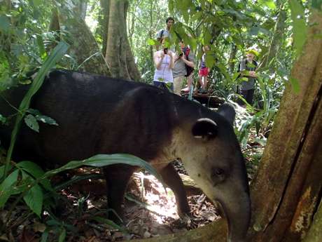 Costa Rica tapir in low country rain forest
