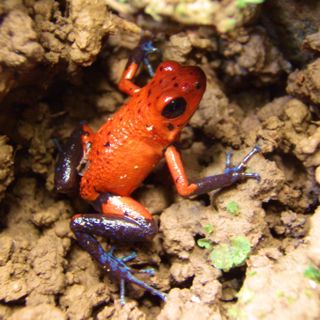 Costa Rica poisonous dart frog