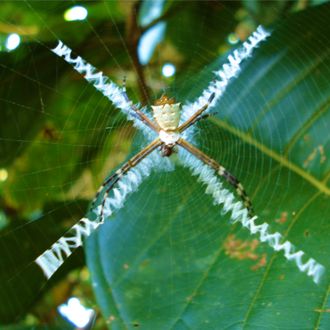 Costa Rica  silver argiope spider with orb web