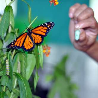 Monarch Butterfly in Costa Rica
