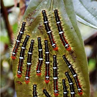 Costa Rica butterfly larvae 