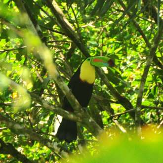 Costa Rica keel-billed toucan