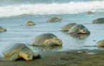 Olive Ridley turtles arrive ashore for nesting Costa Rica