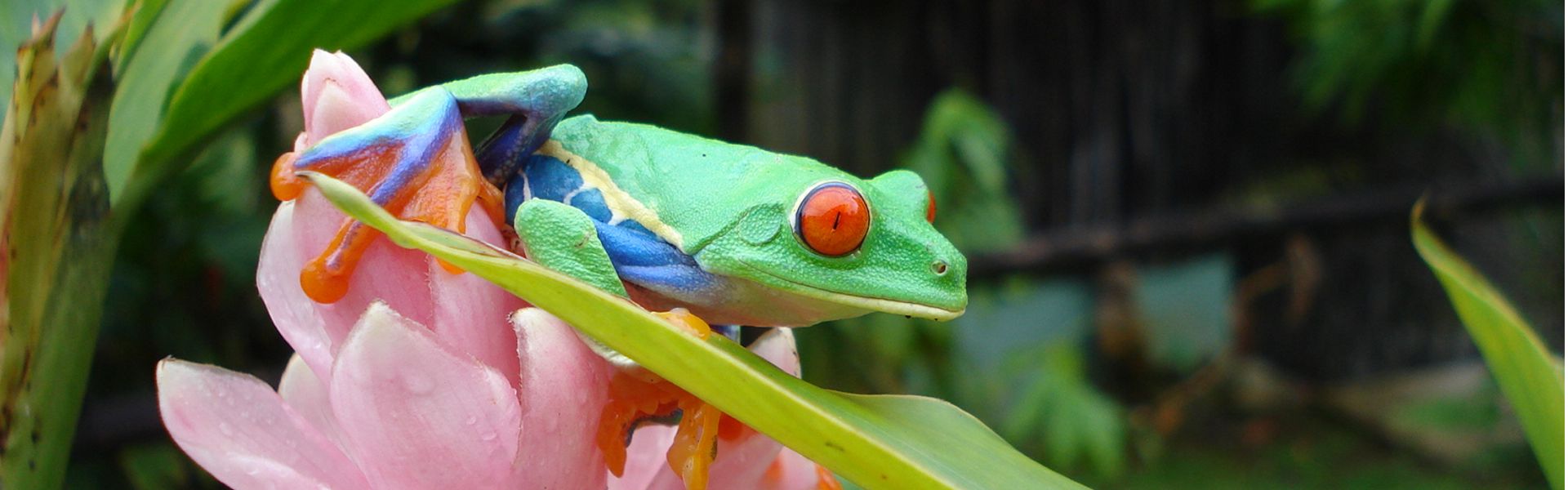 Costa Rica tree frog shows off brilliant colors on a ginger flower