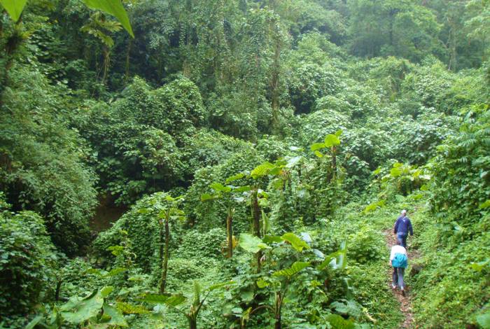 Private cloud forest with dozens of trails to explore on your own